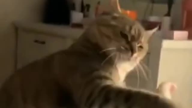 Cat training for hi-fi