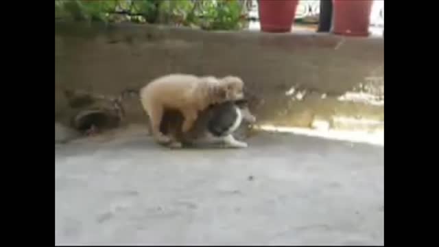 Confused dog makes his move on female cat