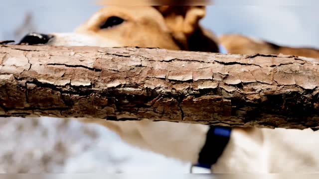 cute puppy biting tree trunk in HD 4k resolution