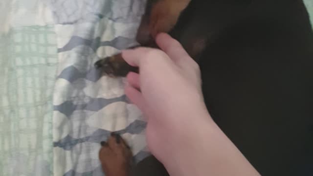 Video of playing with our dog