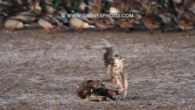 Falcon kills a duck with one blow