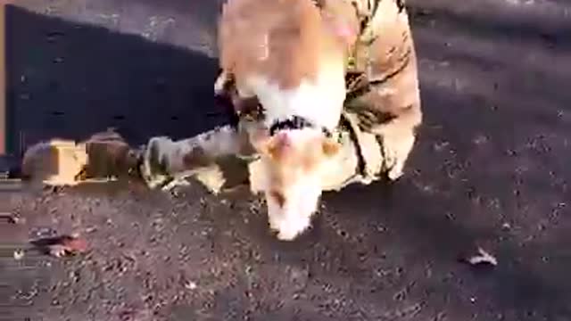 Dog Reunites With Owner Returning Home From Military training.