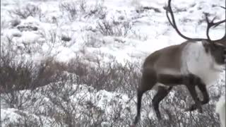 Frozen Planet: Caribou battle on the barrenlands