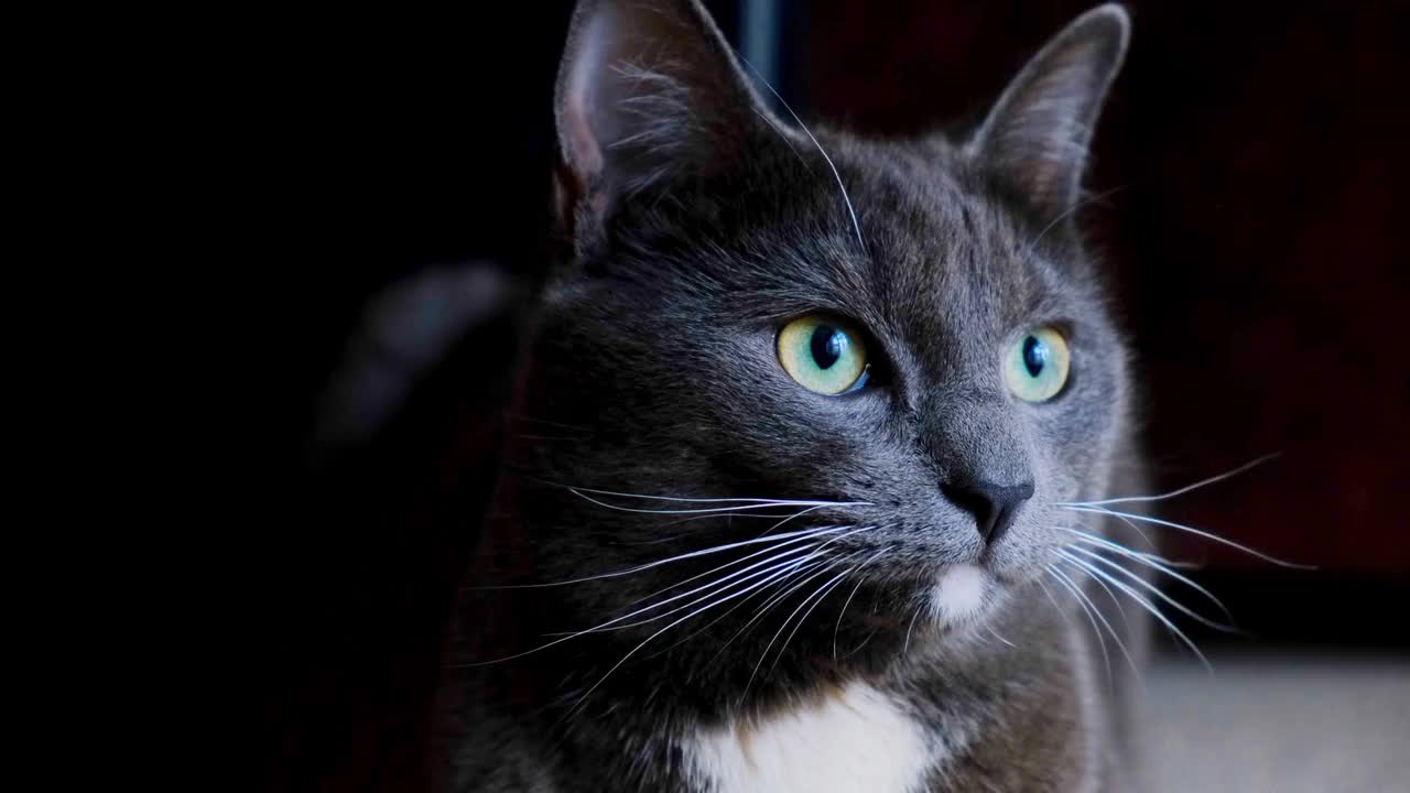 Beautiful cat eyes black