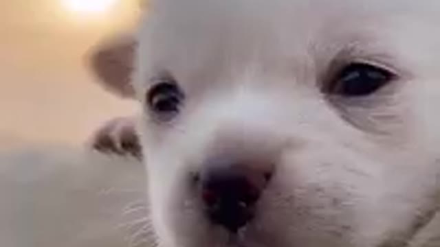 Baby Dogs - Cute and Funny Dog Videos Compilation