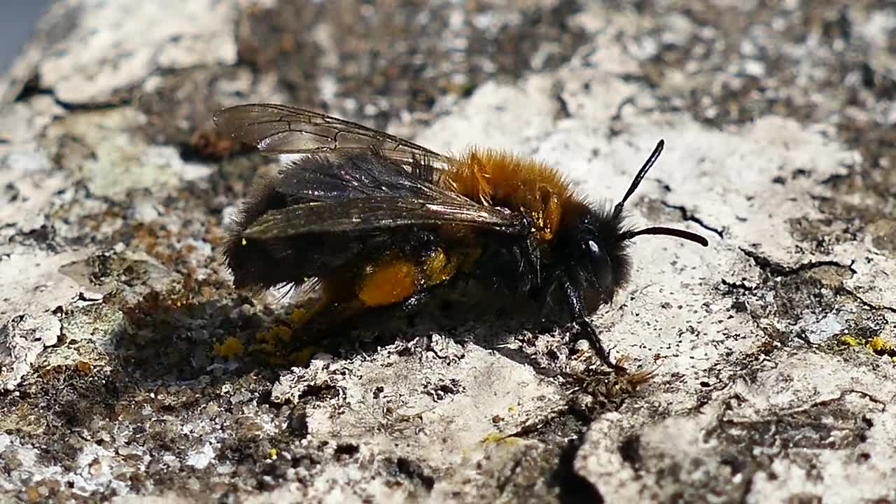 A bee cleaning its wings!