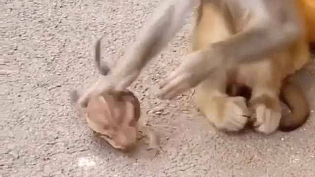 Funny moment of monkey 🐒🐵 with frog 🐸🐸 /funny /forg /monkey