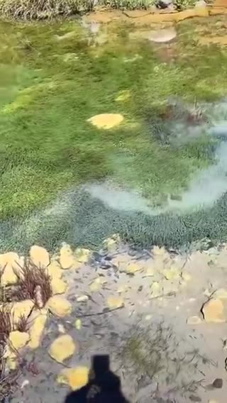 The Invisible Pool: Where Fish Dance on Air