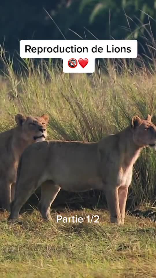 AnimauxSauvages #animalsauvage #fyp #fyp #foryou #pourtoi #documentaire #animaux #lion #roidelaju
