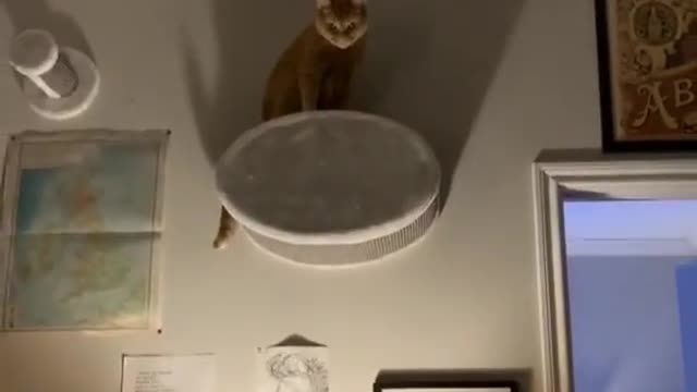 Cat batman