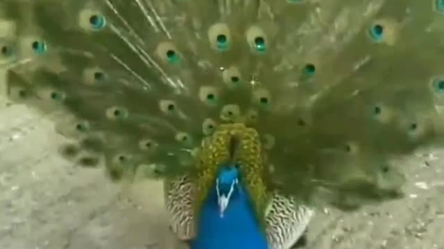 Indian peacocks dance