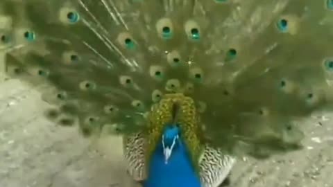 Indian peacocks dance