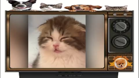 Funny 🤣 Animal videos