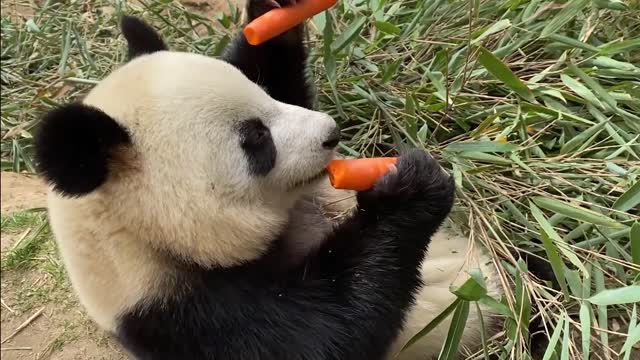 Look what they're eating -- Chinese giant panda dessert