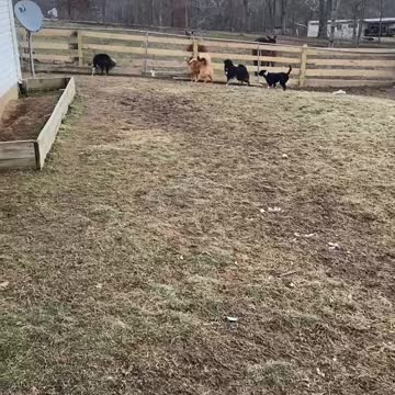 Gator and Sassy Joining In