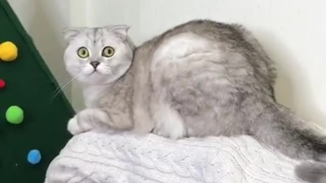 distracted cat freaks out