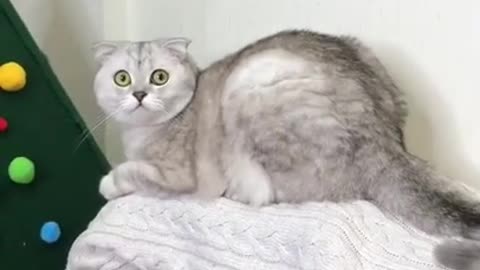 distracted cat freaks out