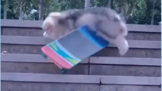 funny cat skating #short 🤣🤣🤣