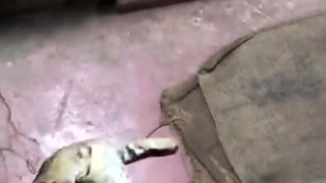 funny cat videos | cute cat videos | cute animals | funny cats Playing Time with Me 10 #shorts