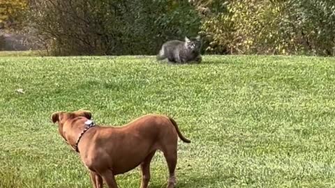 This poor kitty is running right into the path of a killer PITBULL!