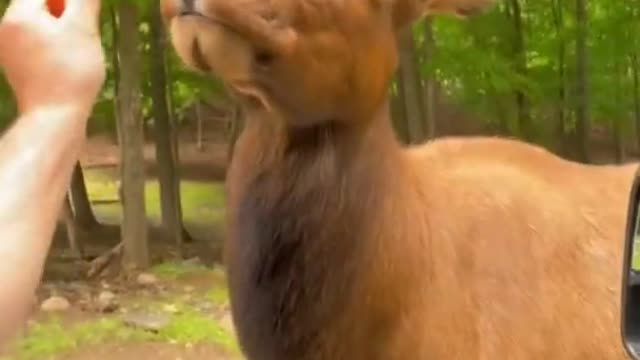 Animal show tantrums when a men feed him