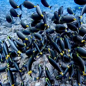 Exotic fish in Hawaii