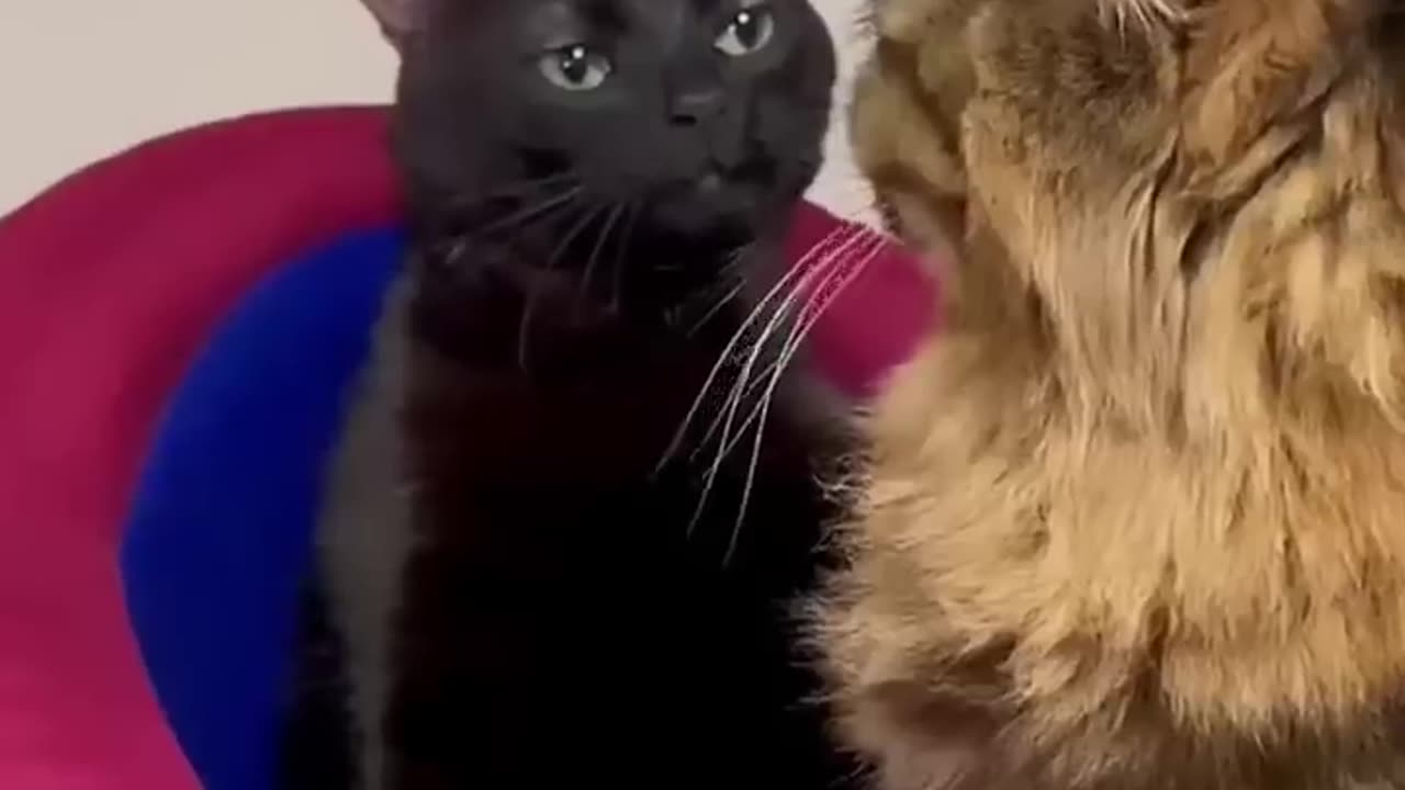 cats meme original videos