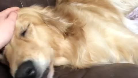 A golden retriever relaxing