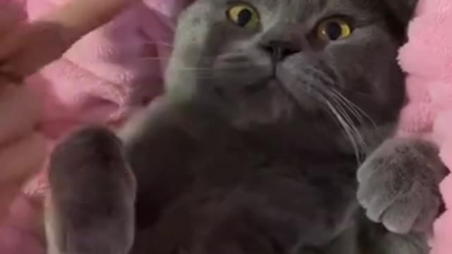 Cute Cats and Funny Animals Compilation 😹 Try Not To Laugh Challenge - Cute Cat 071