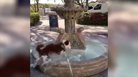 Funniest Dogs and Cats - Awesome Funny Pet Animals Videos - Love