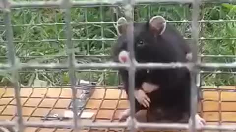 aggressive rodent