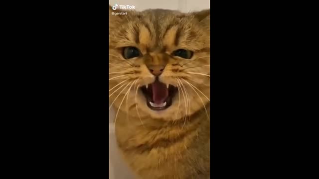 Funny Animal Videos 2022 😂 - Funniest Cats And Dogs Videos 😺😍#02