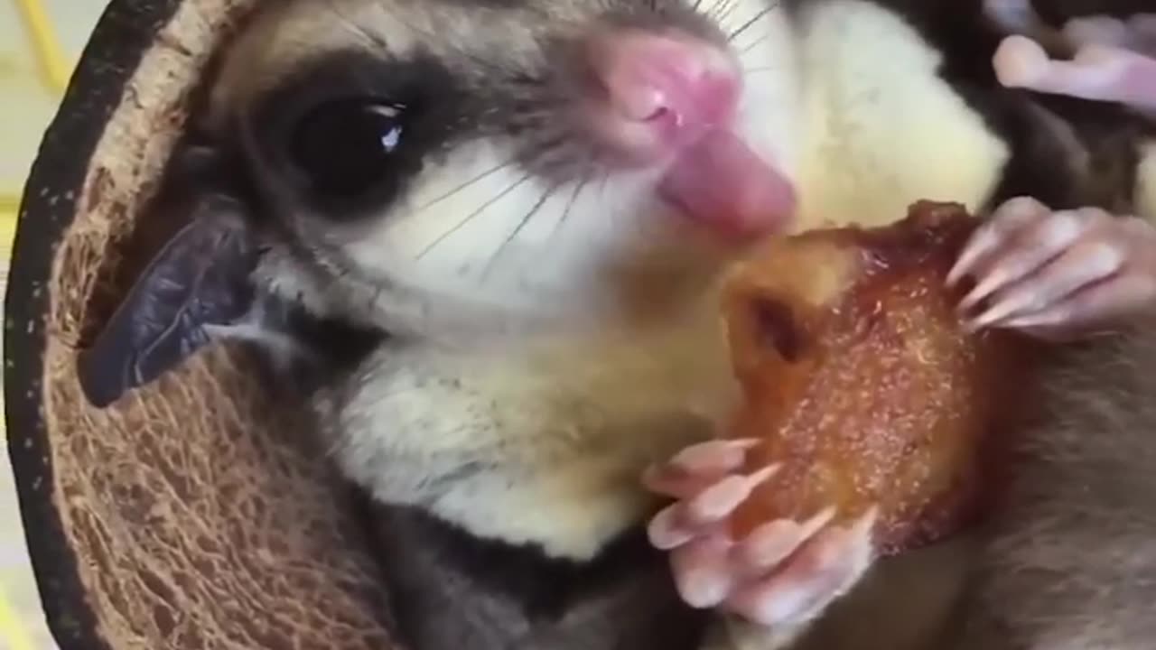 Funny Frenchies Compilation