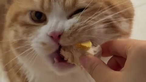 cat eating a snack