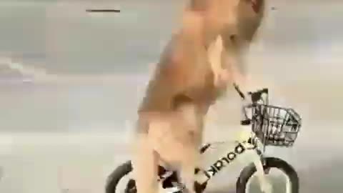 😱Cachorro andando de bicicleta e balançando em um balanço 😱