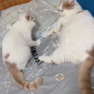 Fanny Cat Video And Cute Cat Video