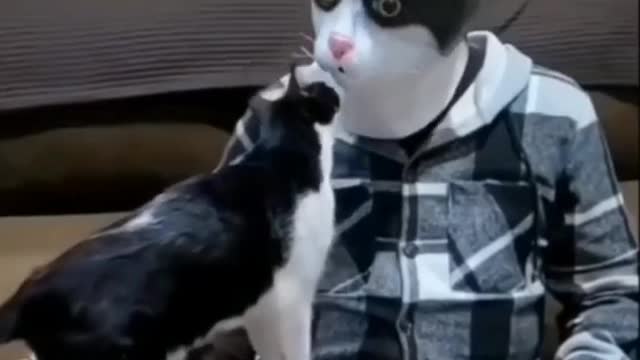CUTE DOG AND CATS