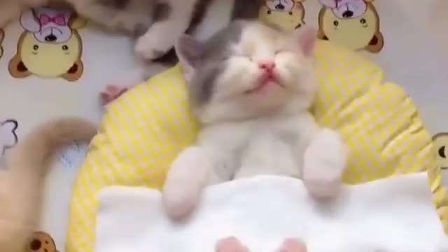 Funny and Cute Cats Videos #150 │ Gadis Sekarwangi