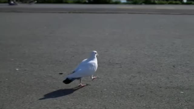 How beautiful the pigeons flew in the blue sky