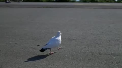 How beautiful the pigeons flew in the blue sky