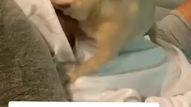 Pupper just wants some lovin