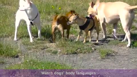 What Does A Good Dog Meeting Look Like