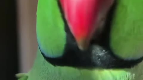 Parrot Riki Talking Peekaboo 🥰