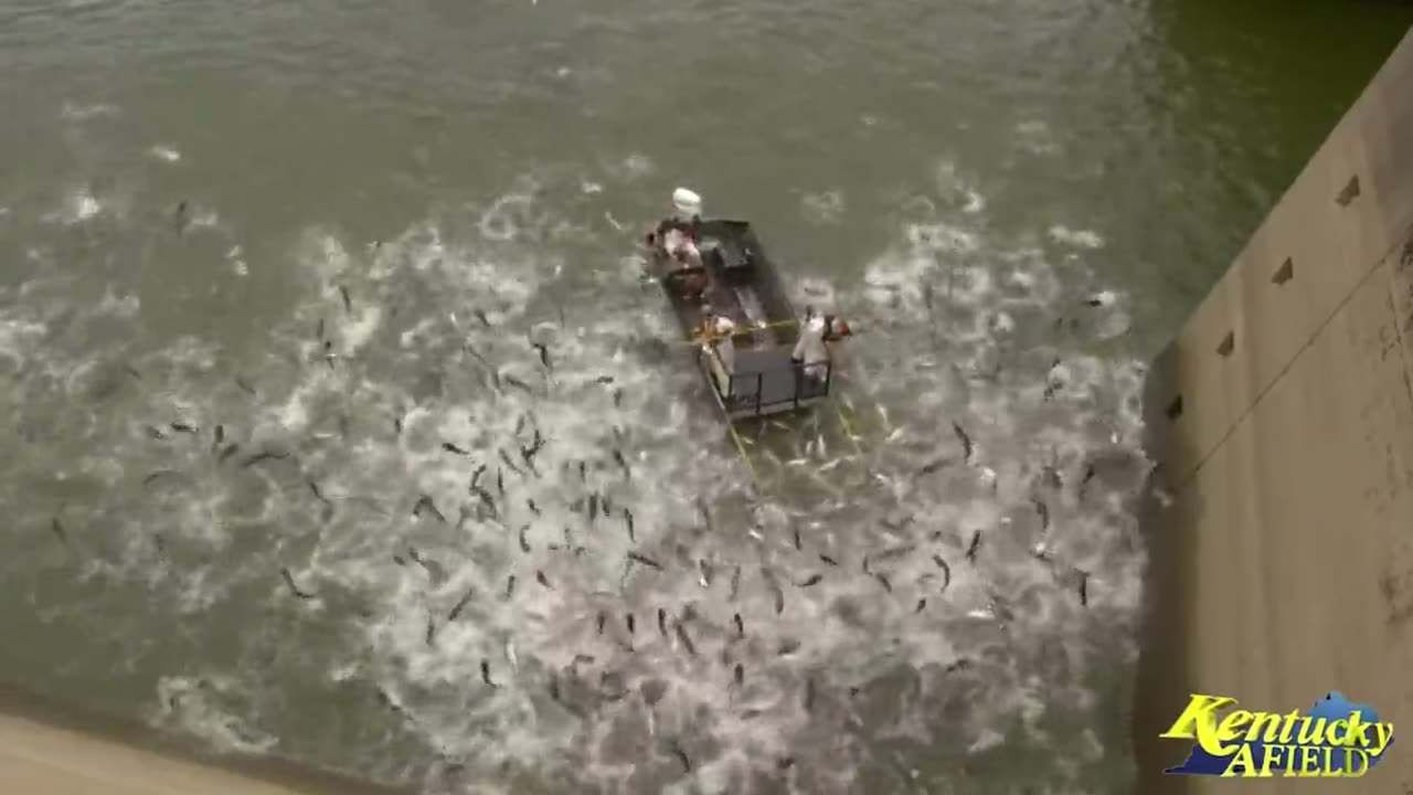 Electrofishing Invasive Carp