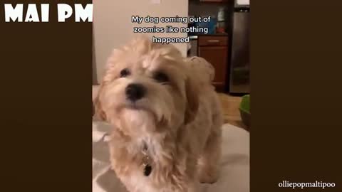 FUNNY DOG Which will make you laugh until you cry