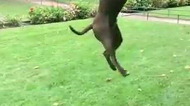 Dogs That Fly - American Pit Bull Terriers Show Their Jumping Agility #shorts