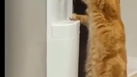 Funny cats videos 2021 😂 Don't try to laugh 😁Funniest cats compilation