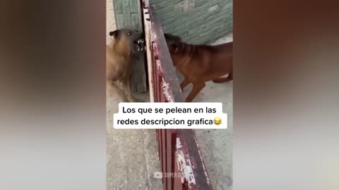 Funny Cat And Dog Reaction Video 2021 |