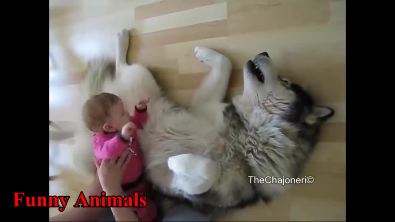 Alaskan Malamute Dog Playing And Showing Love To Babies Compilation - Dog Loves Baby Videos