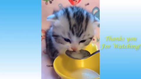 Cute Funny Cats Moments